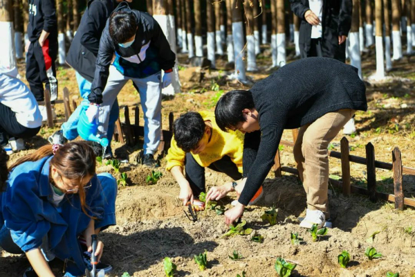 资料图：学生们动手种下菜苗 学校供图.jpg