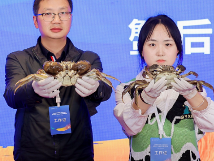 好蟹不怕晚😟！全國河蟹大賽角逐出蟹王580.5 克、蟹後476.0克